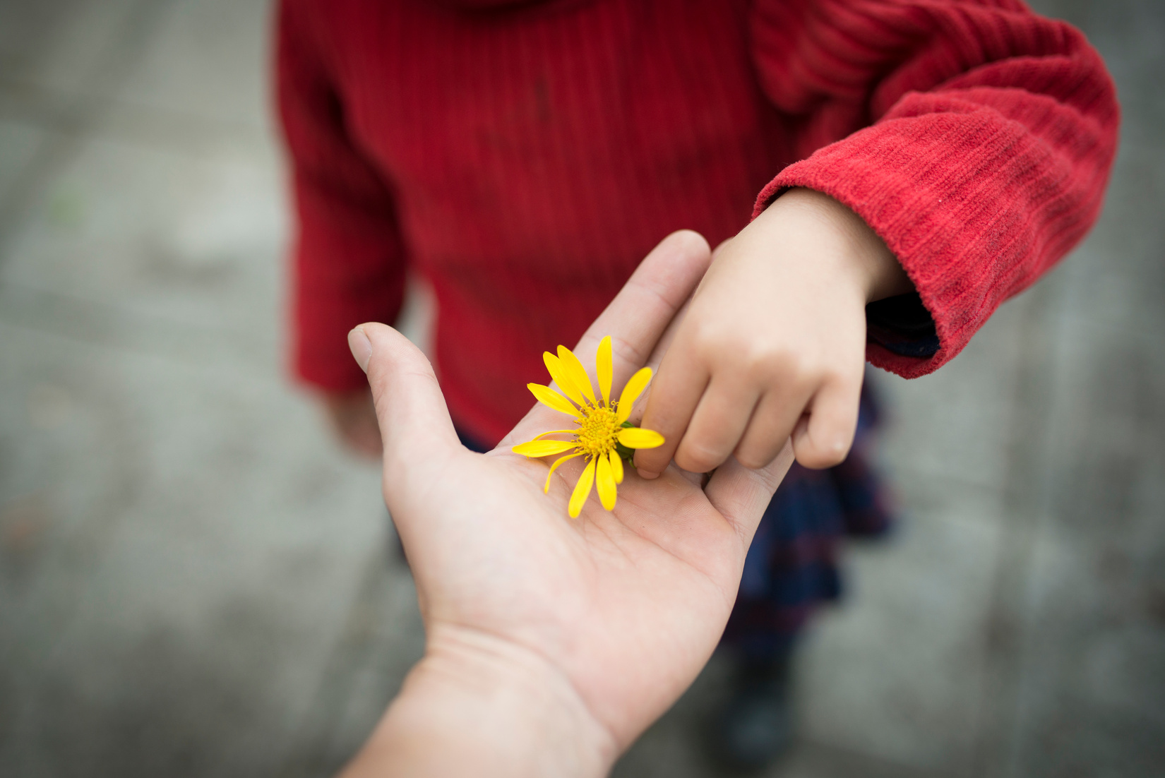 Parent and child handing yellow flower